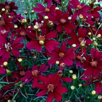 Mädchenauge (Coreopsis) Red Satin