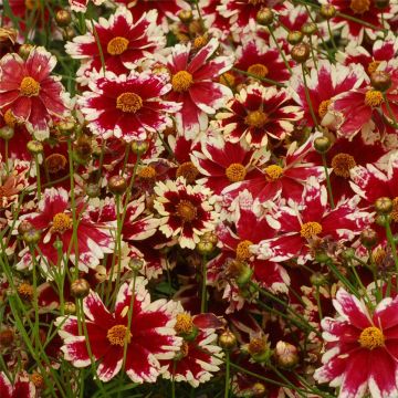 Mädchenauge (Coreopsis verticillata) Ruby Frost