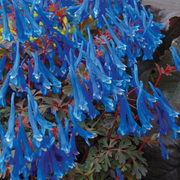 Lerchensporn (Corydalis curviflora) Blue Heron