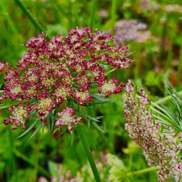 Wilde Möhre (Daucus carota) RED