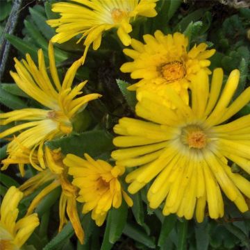 Mittagsblümchen (Delosperma congestum ) Golden Nugget 