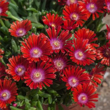 Mittagsblümchen (Delosperma) Sundella Red