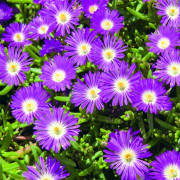 Mittagsblümchen (Delosperma) WHEELS OF WONDER Purple Wonder