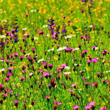 Kartäuser Nelke (Dianthus carthusianorum) 