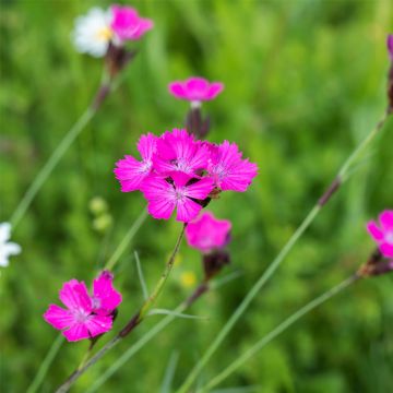 Kartäuser Nelke (Dianthus carthusianorum) 