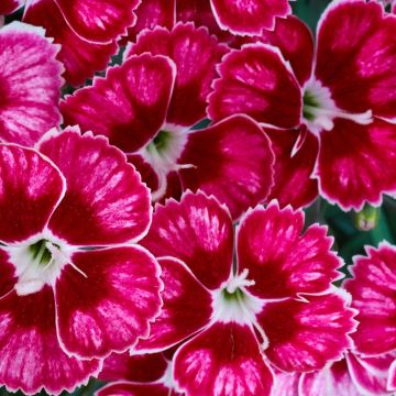 Duftende Landnelke (Dianthus caryophyllus) DEVON Flutterburst