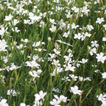 Heidenelke (Dianthus deltoides ) Albus