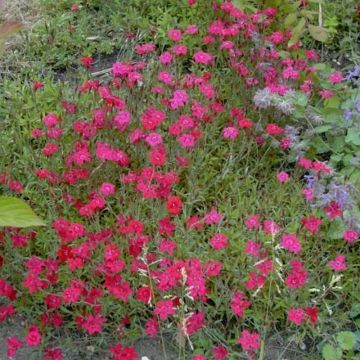 Heidenelke (Dianthus deltoides) Leuchtfunk