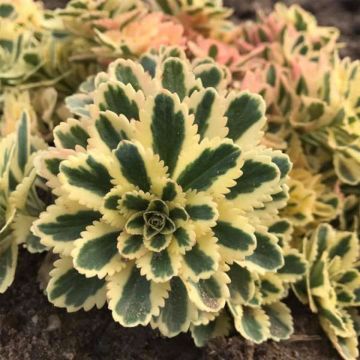 Dickblattgewächs (Sedum takesimense) Atlantis®