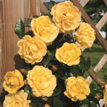 Kletterrose (Züchterrose) Dukat