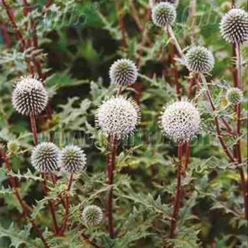 Kugeldistel (Echinops sphaerocephalus) Arctic Glow