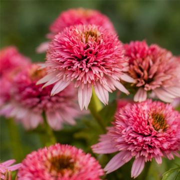 Sonnenhut (Echinacea) Butterfly Kisses