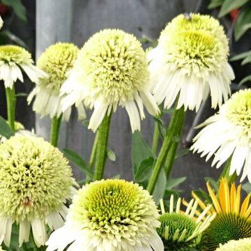 Sonnenhut (Echinacea purpurea) Delicious Nougat