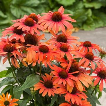 Sonnenhut (Echinacea) Julia