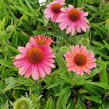 Sonnenhut (Echinacea) Meditation Cerise