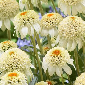 Sonnenhut (Echinacea) Milk Shake