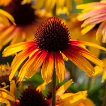 Sonnenhut (Echinacea) Parrot
