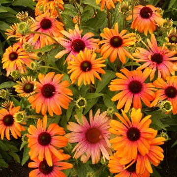 Sonnenhut (Echinacea) Rainbow Marcella