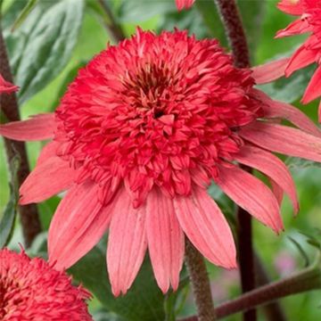 Sonnenhut (Echinacea purpurea) Raspberry Truffle