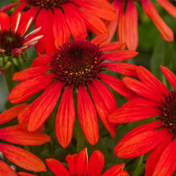 Sonnenhut (Echinacea) Red Pearl