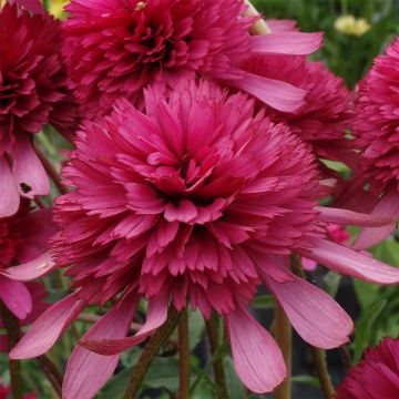 Sonnenhut (Echinacea purpurea) Mini Belle