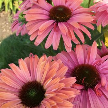 Sonnenhut (Echinacea) SUNSEEKER Rainbow