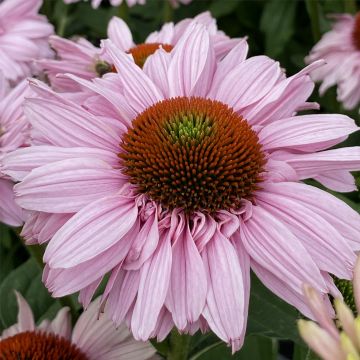 Sonnenhut (Echinacea) SUNSEEKER Blush