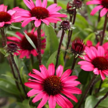 Sonnenhut (Echinacea) SUNSEEKER Purplelicious