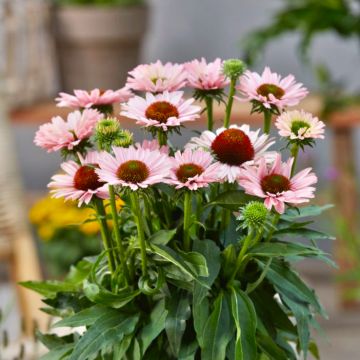 Sonnenhut (Echinacea) SUNSEEKER Salmon