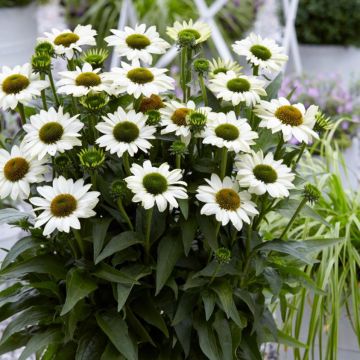 Sonnenhut (Echinacea) SUNSEEKER White Beauty