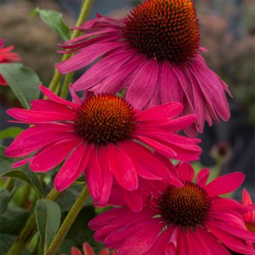 Sonnenhut (Echinacea) Sweet Meadow Mama