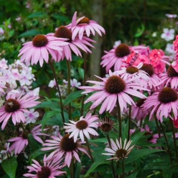 Sonnenhut (Echinacea purpurea) August Königin