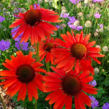 Sonnenhut (Echinacea purpurea) Hot Lava