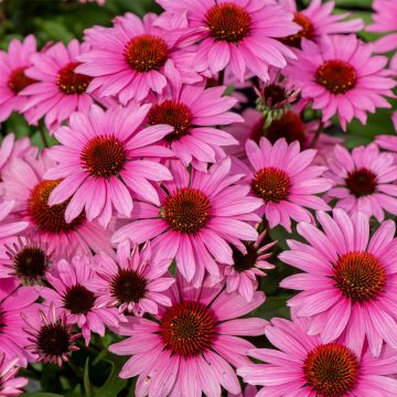 Sonnenhut (Echinacea purpurea) SUNMAGIC Vintage Fuchsia