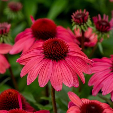 Sonnenhut (Echinacea purpurea) SUNMAGIC Vintage Red