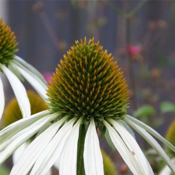 Weißer Sonnenhut (Echinacea purpurea) White Swan