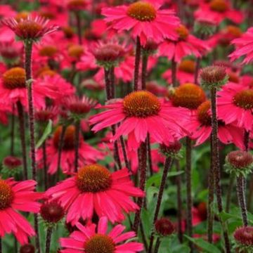 Sonnenhut (Echinacea) Sensation Pink