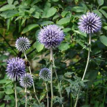 Banater Kugeldistel (Echinops bannaticus) Blue Globe