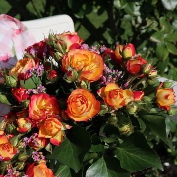 Edel-Sprayrose (Züchterrose) Mexican Lady