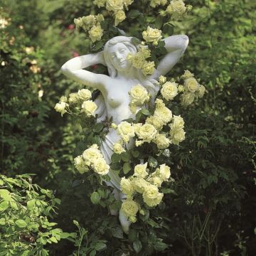 Kletterrose (Züchterrose) Elfe