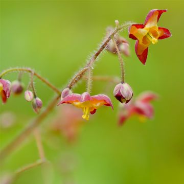 Alpen-Elfenblume (Epimedium alpinum) 
