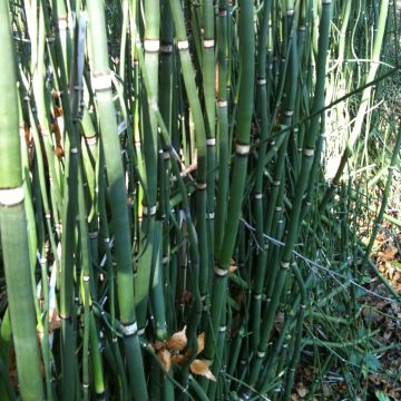 Riesen-Schachtelhalm (Equisetum hyemale) Robustum