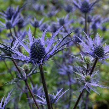 Kleine Edeldistel (Eryngium cultorum) Lapis Blue