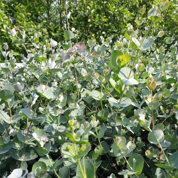 Eukalyptus (Eucalyptus cinerea) Silver Dollar