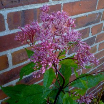 Purpur-Wasserdost (Eupatorium purpureum) Ruby