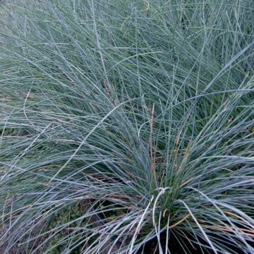 Zwerg-Blauschwingel (Festuca valesiaca) Glaucantha