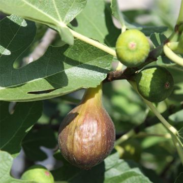 Feigenbaum (Ficus carica) Bornholm