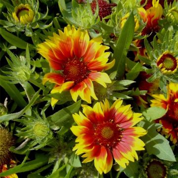 Kokardenblume (Gaillardia aristata ) Kobold