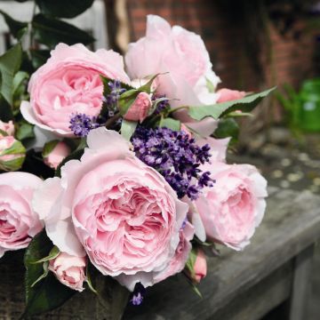 Nostalgierose (Züchterrose) Gartenträume