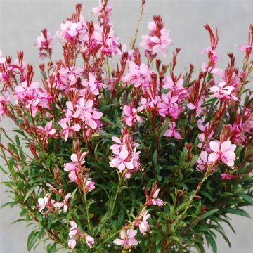 Prachtkerze (Gaura lindheimerii) Siskiyou Pink